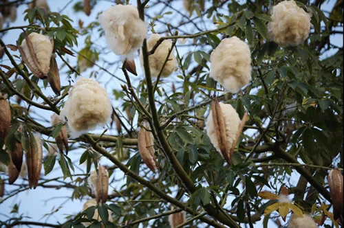 Coque et arbre à kapok naturel végétal pour garnissage de zafus traditionnels